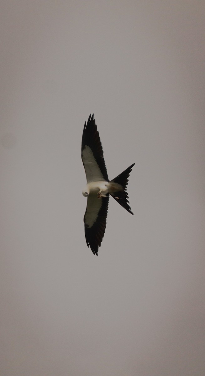 Swallow-tailed Kite - ML640710179