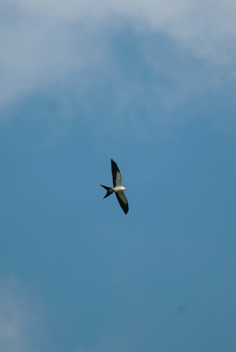 Swallow-tailed Kite - ML640710180