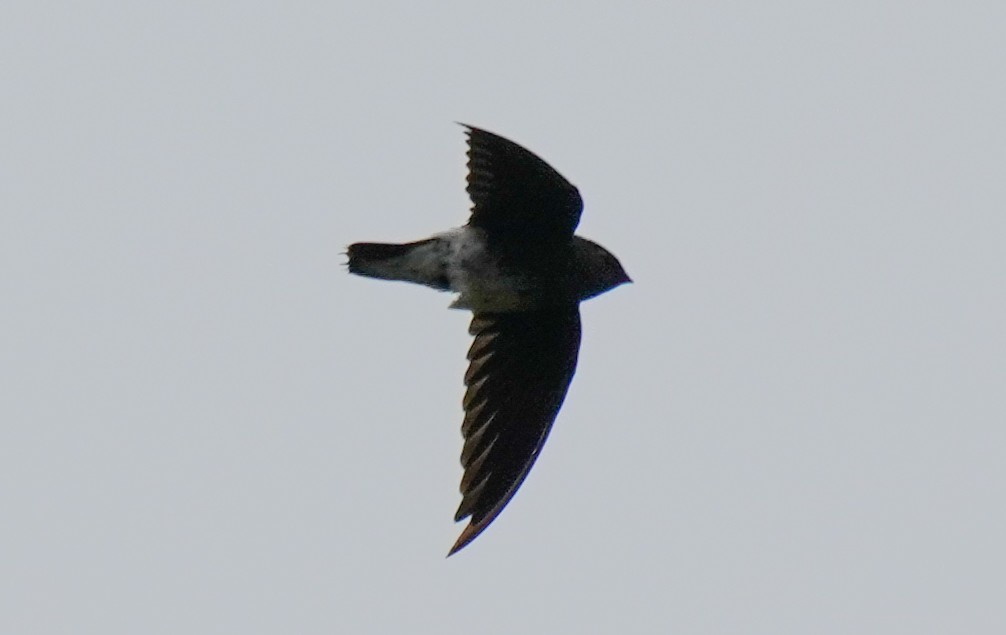 White-rumped Spinetail - ML640710346
