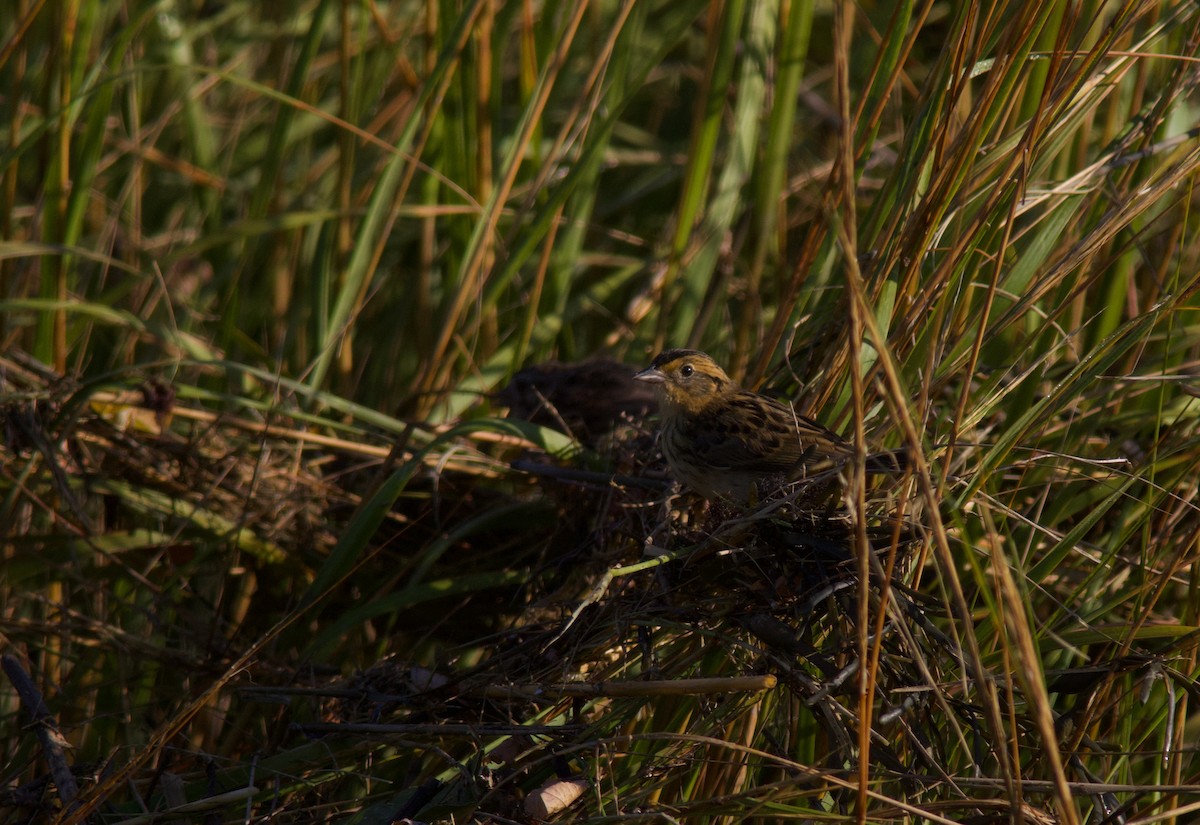 Saltmarsh Sparrow - ML640710378