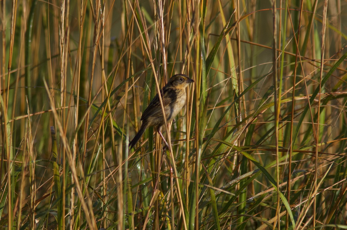 Saltmarsh Sparrow - ML640710379