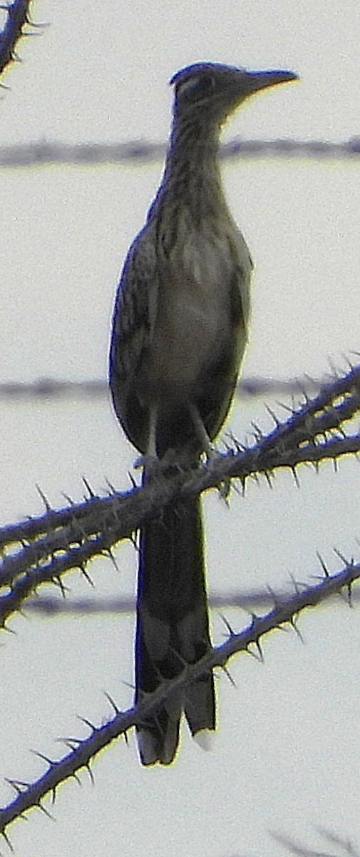 storløpegjøk - ML640710487