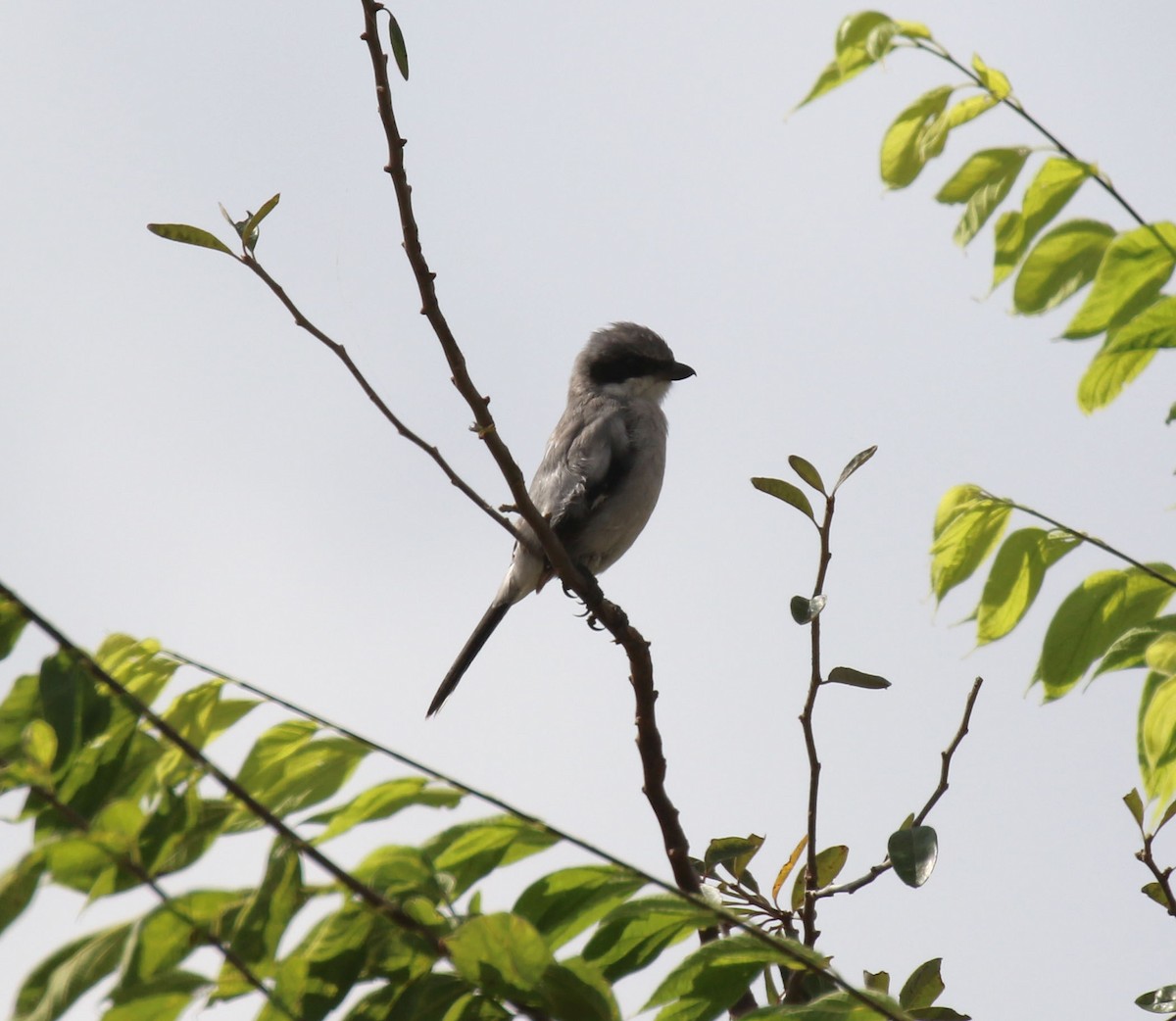Loggerhead Shrike - ML640710643