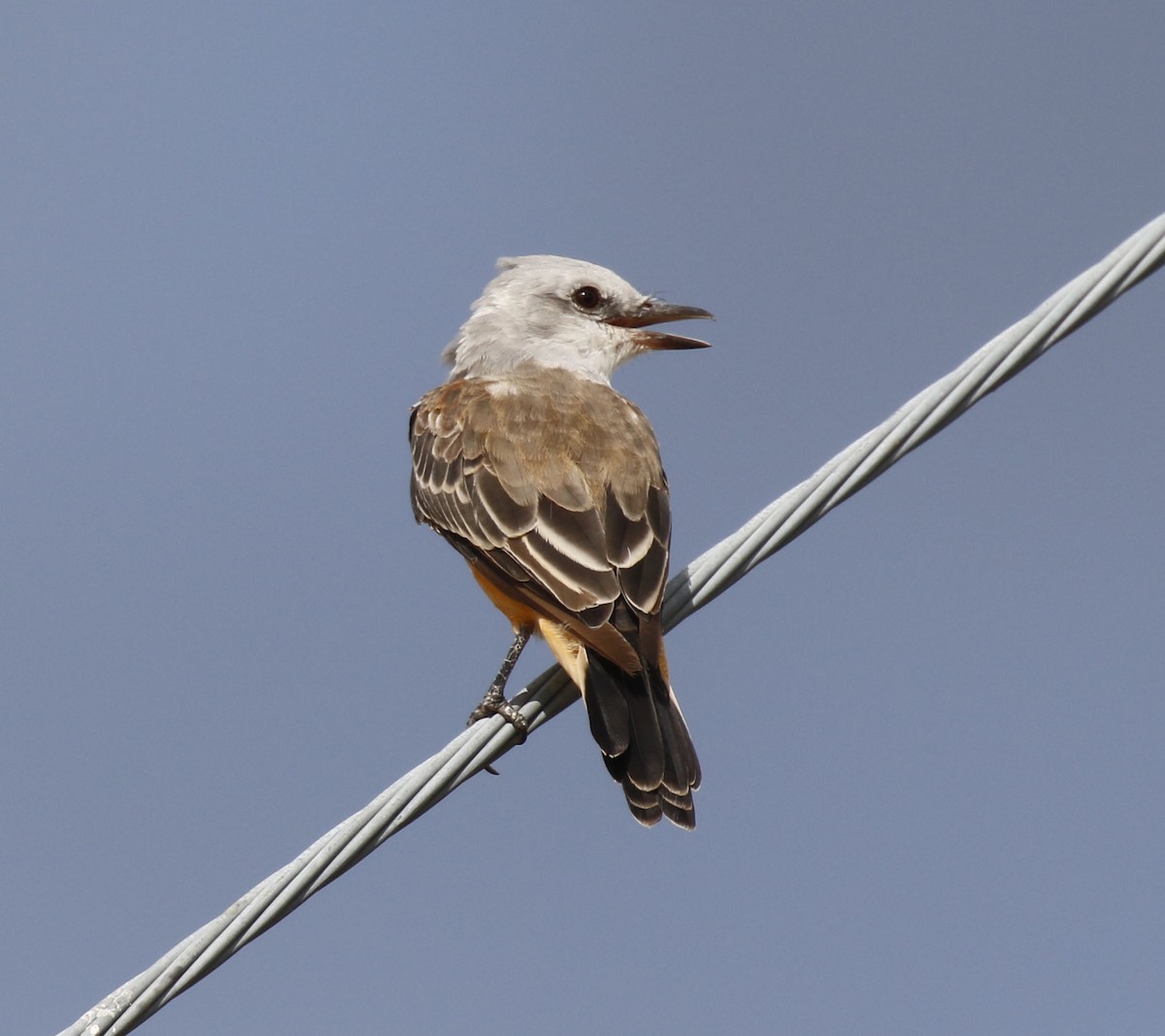 Scissor-tailed Flycatcher - ML640710655