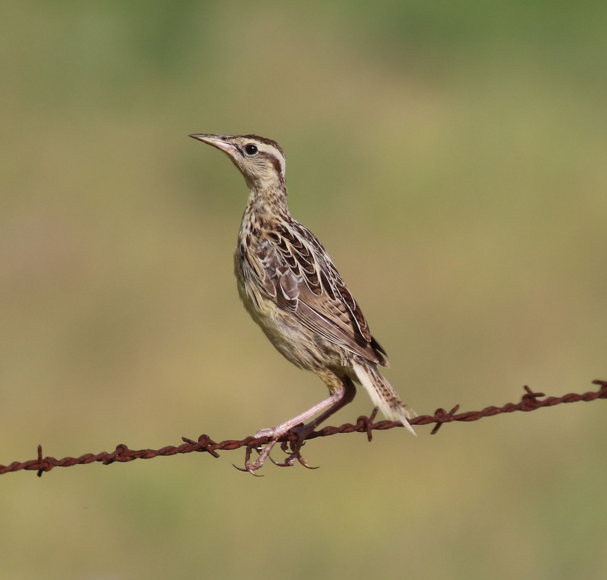 Eastern Meadowlark - ML640710678