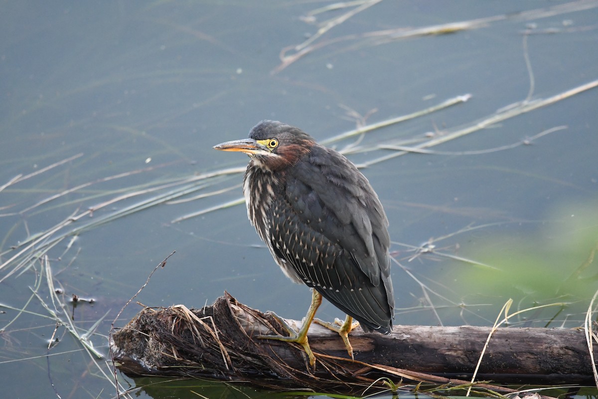Green Heron - ML640710796