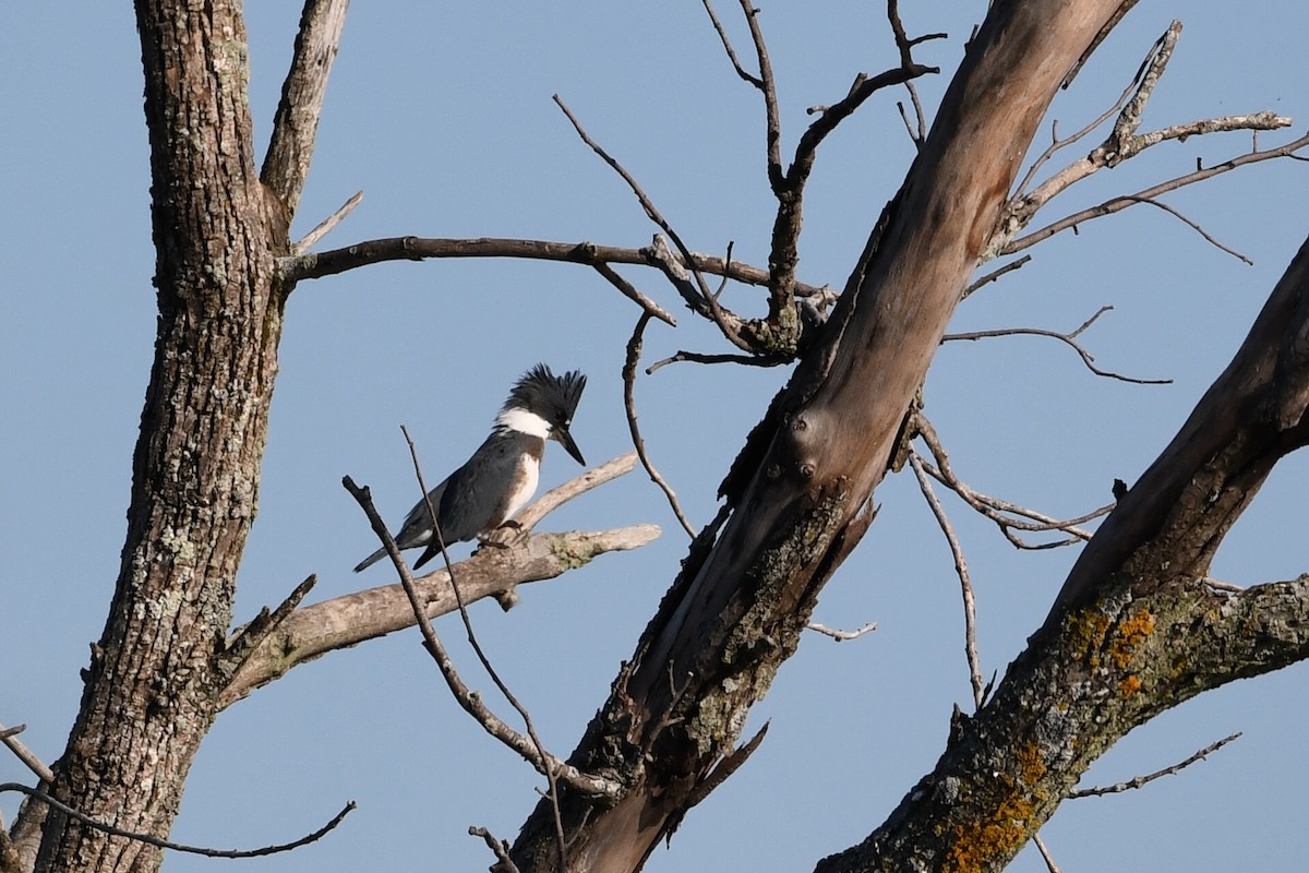 Belted Kingfisher - ML640710827