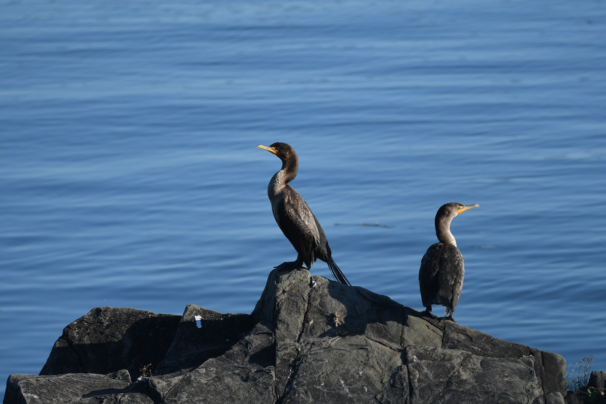 Double-crested Cormorant - ML640710865