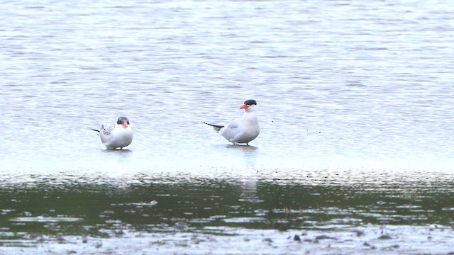 Caspian Tern - ML640710877