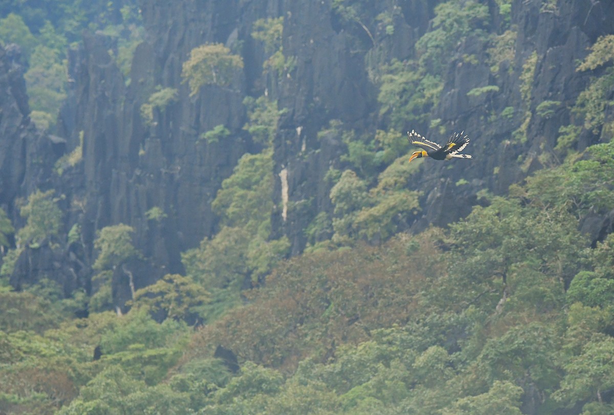 Great Hornbill - ML640710905