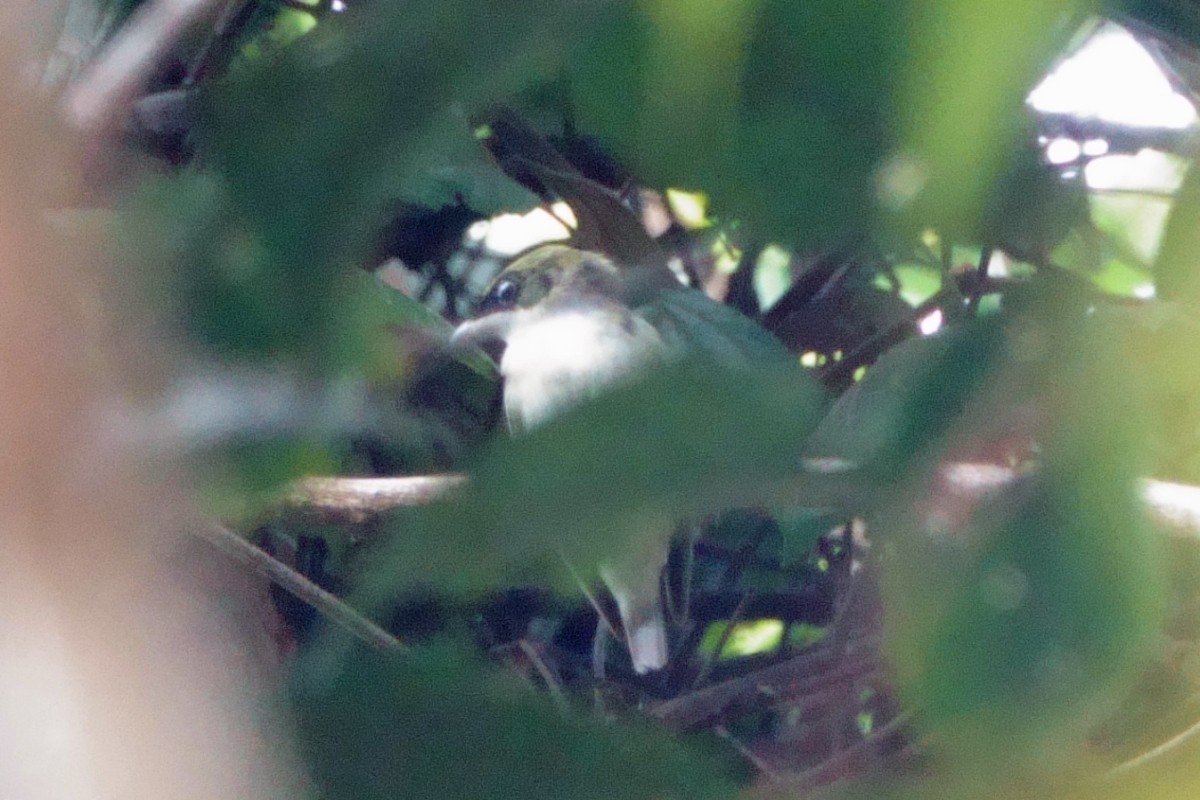 hvitstrupemanakin - ML640710941