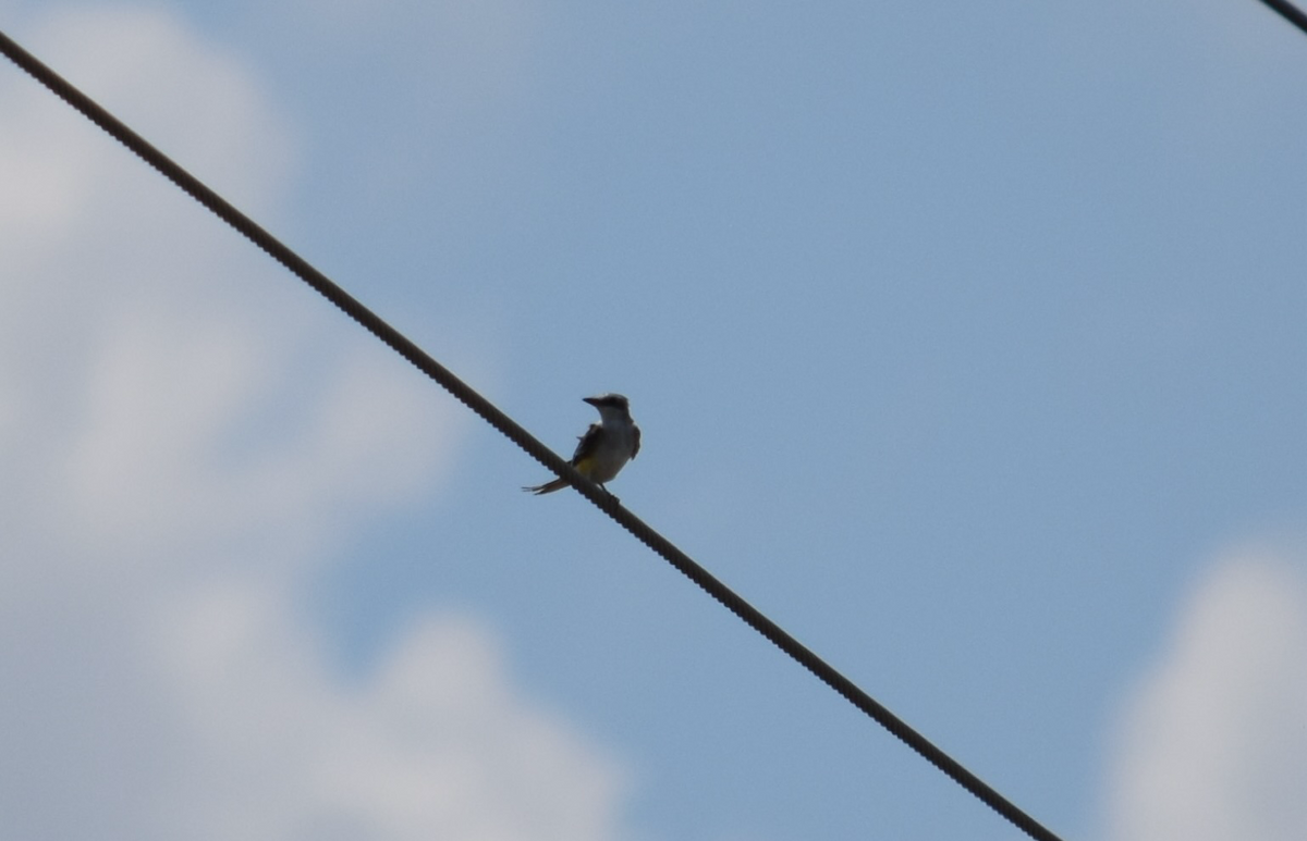 Scissor-tailed Flycatcher - ML640710969
