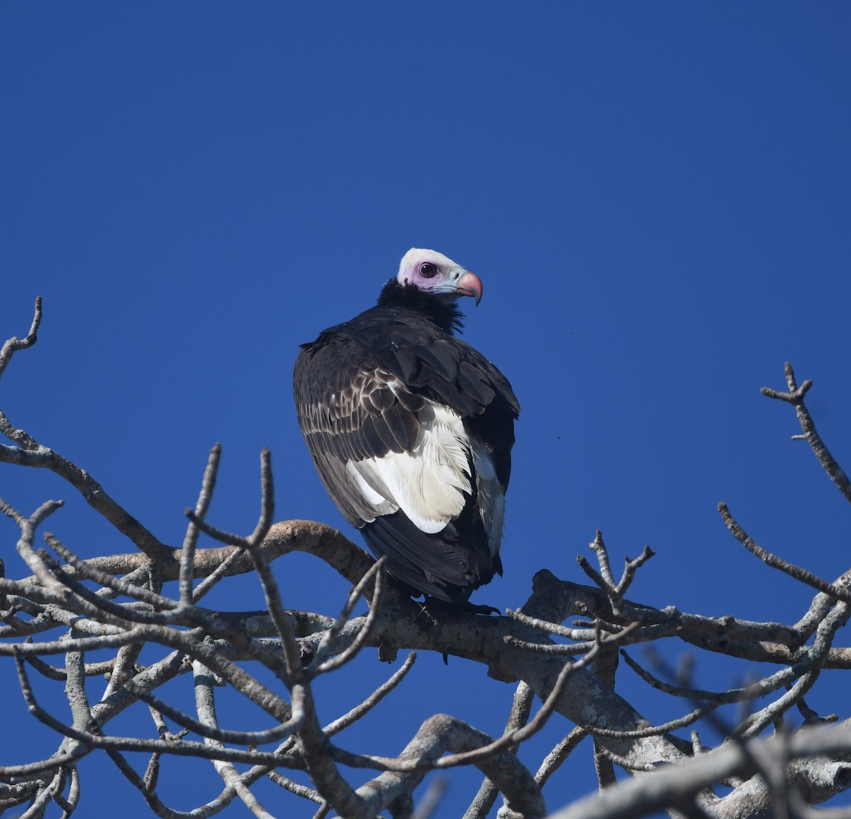 White-headed Vulture - ML640711142