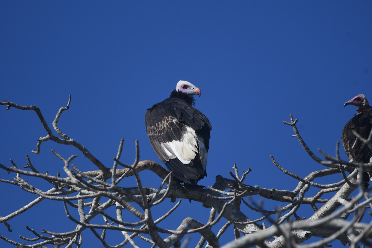 White-headed Vulture - ML640711162