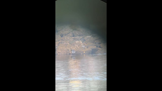 Pacific Golden-Plover - ML640711182