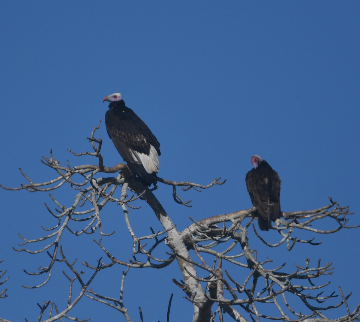 White-headed Vulture - ML640711204