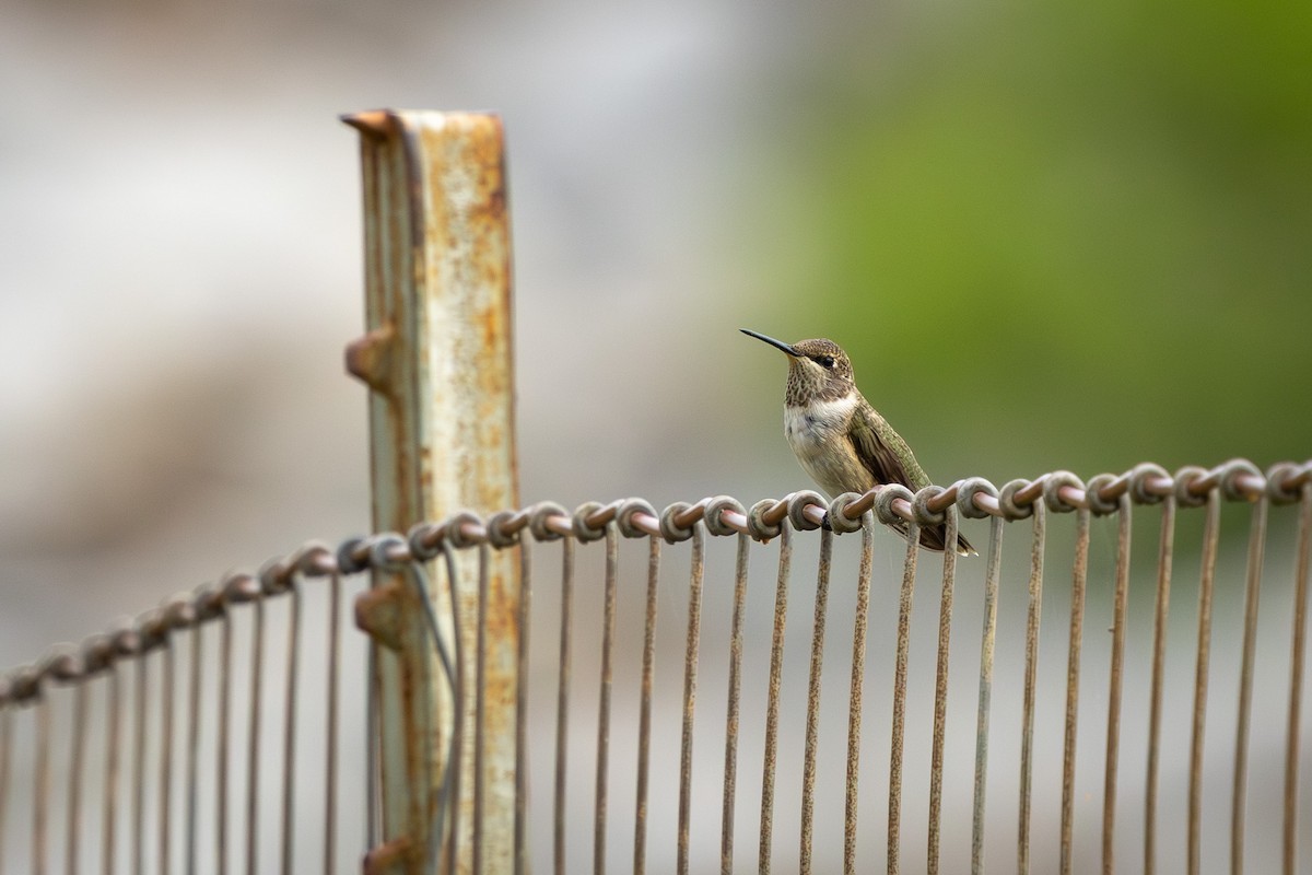 Black-chinned Hummingbird - ML640711218