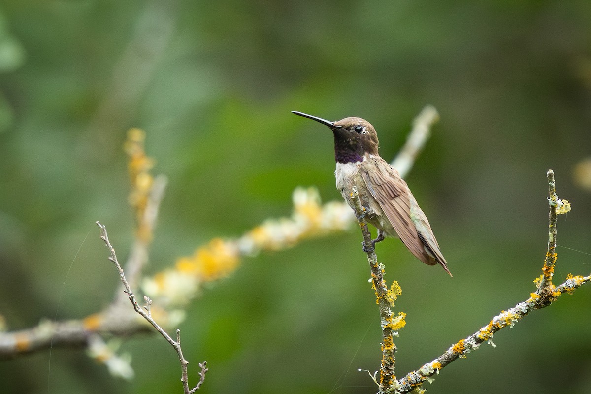Black-chinned Hummingbird - ML640711219