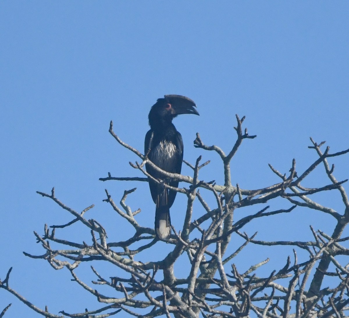 Trumpeter Hornbill - ML640711282