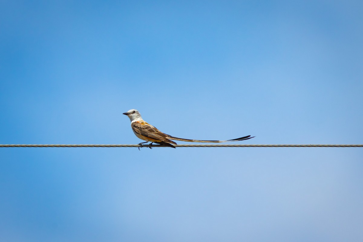 Scissor-tailed Flycatcher - ML640711303