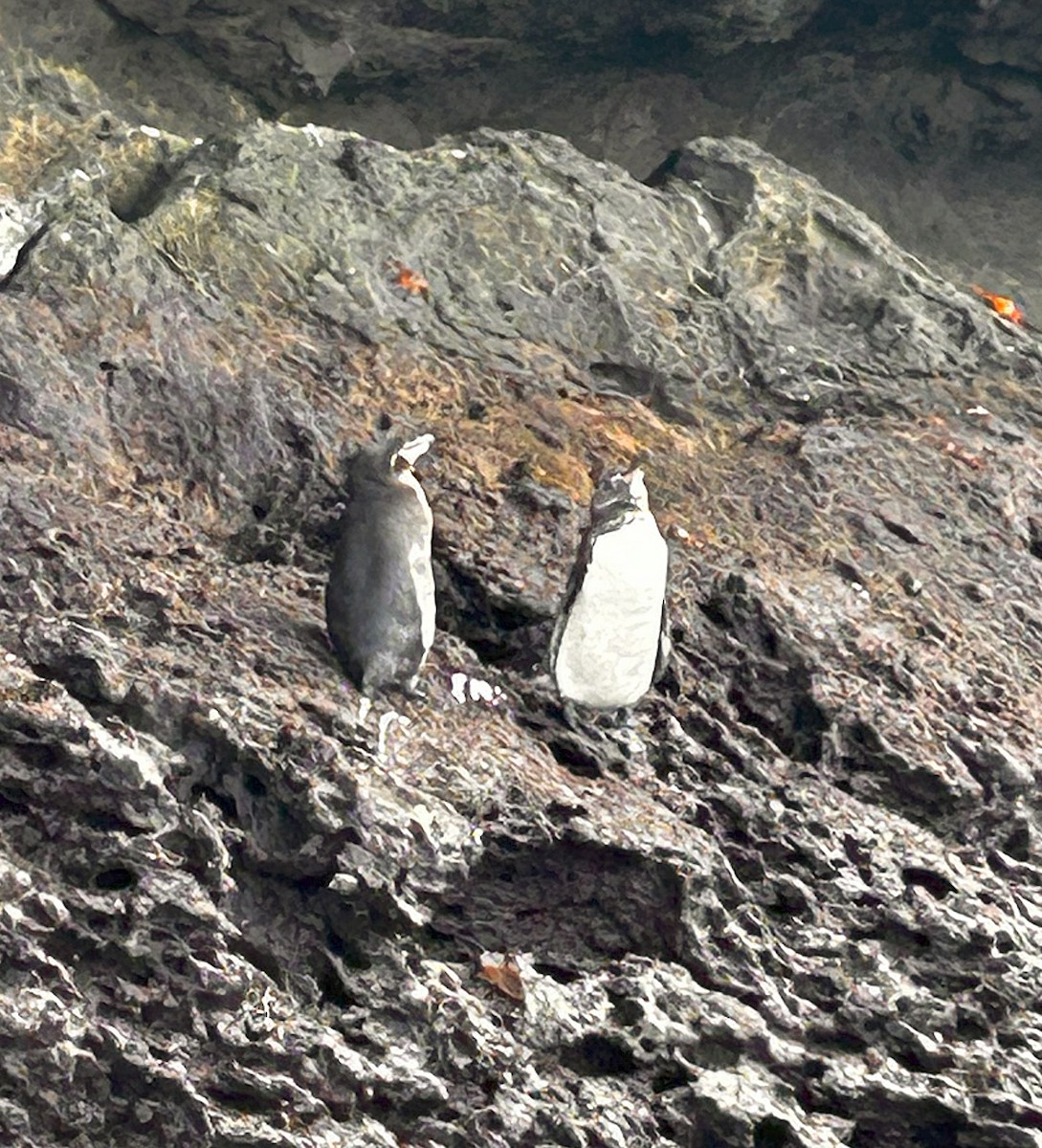 Pingüino de Galápagos - ML640711320