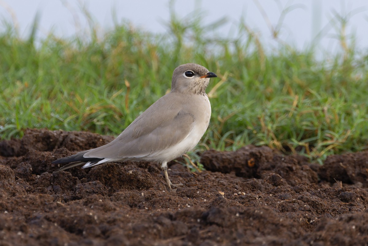 Small Pratincole - ML640711363
