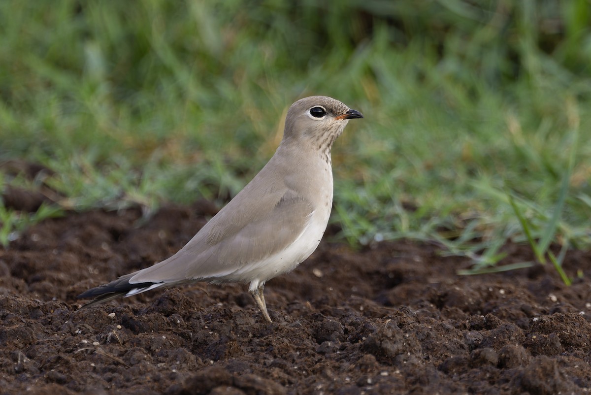 Small Pratincole - ML640711364