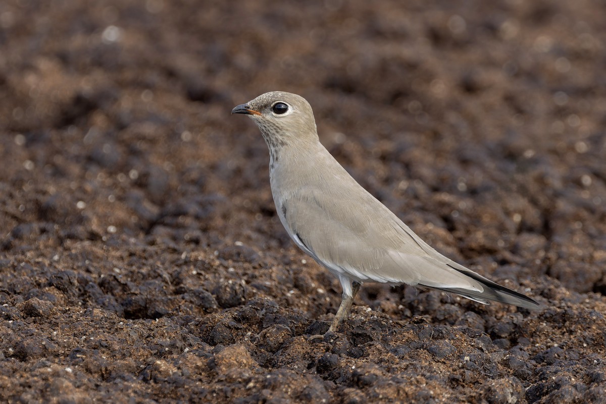 Small Pratincole - ML640711365