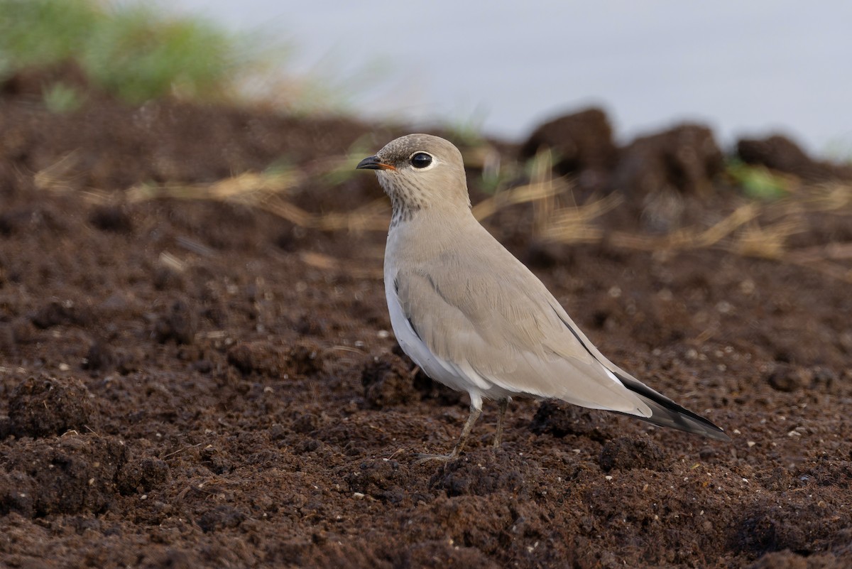 Small Pratincole - ML640711366