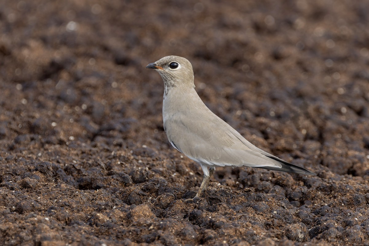 Small Pratincole - ML640711367