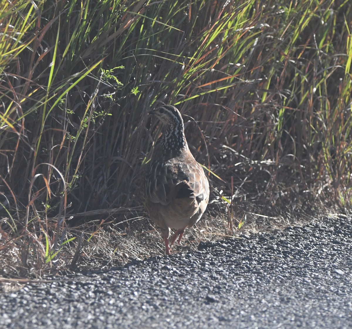Crested Francolin (Kirk's) - ML640711427