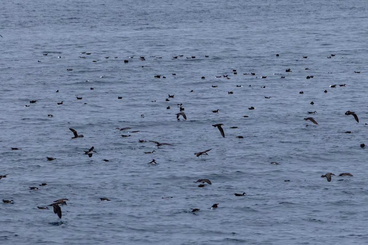 Galapagos Shearwater - ML640711429