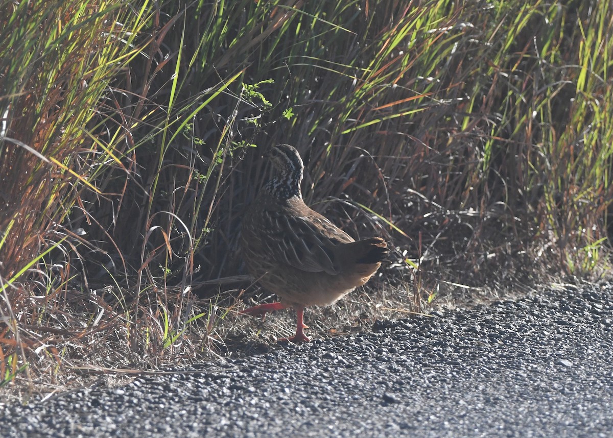 Crested Francolin (Kirk's) - ML640711448