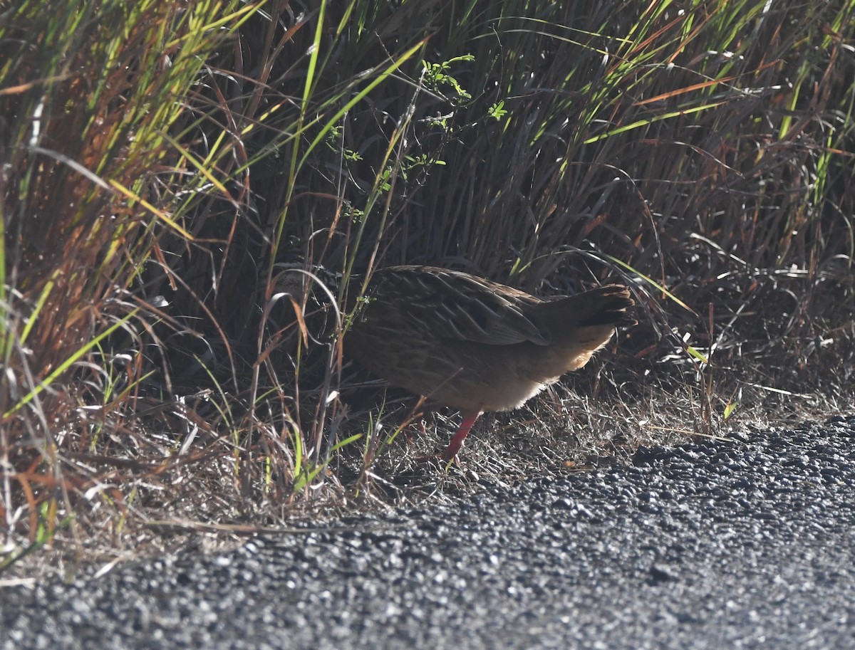 Crested Francolin (Kirk's) - ML640711461