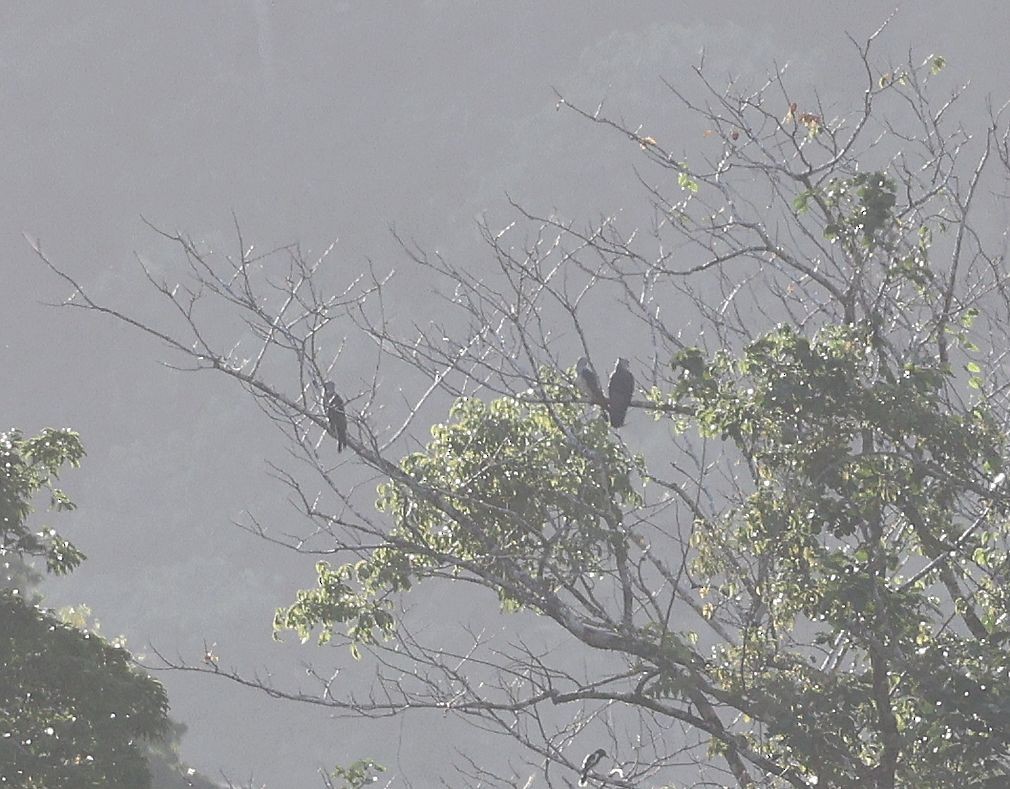 Pacific Baza - ML640711467