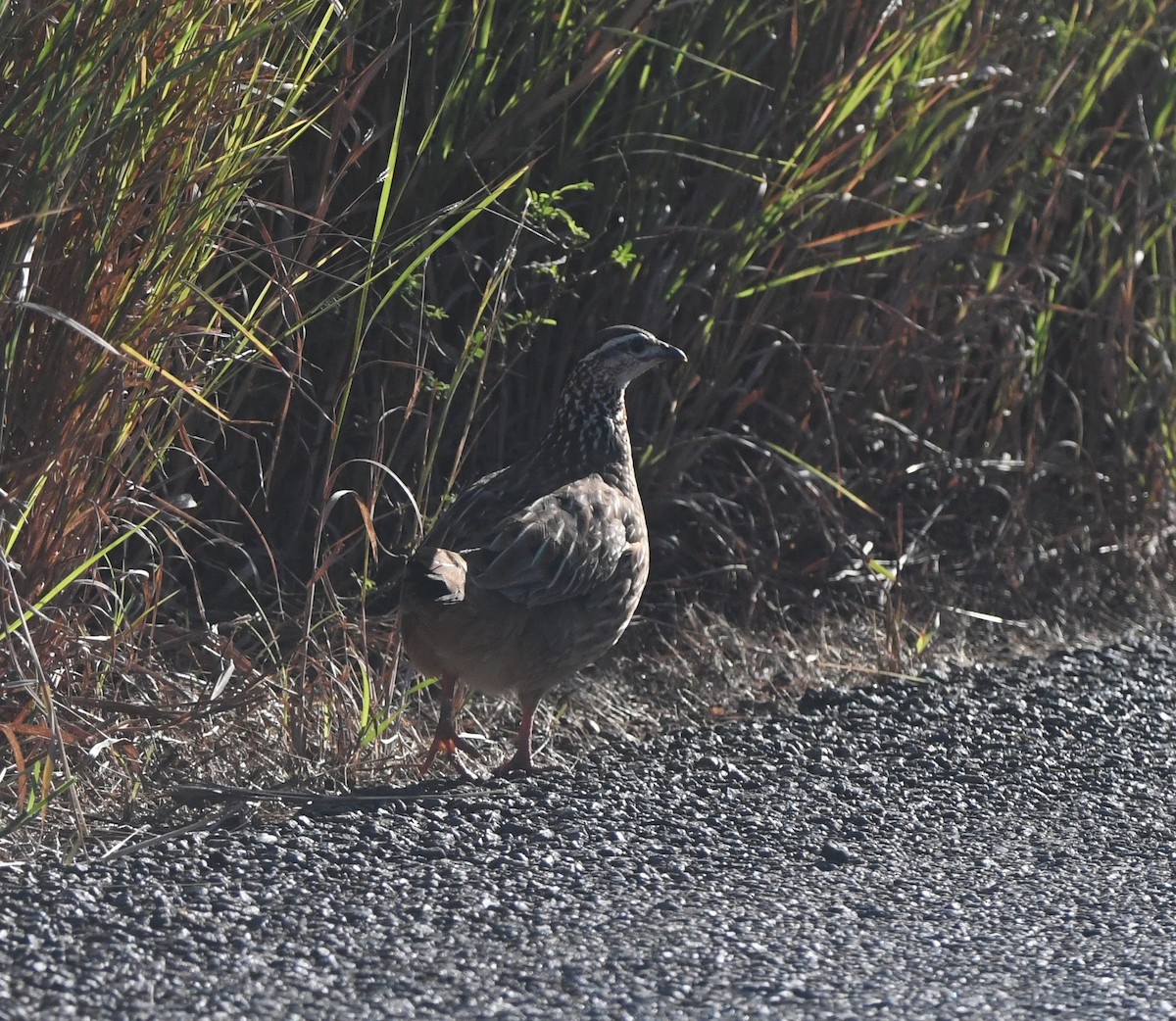 Crested Francolin (Kirk's) - ML640711482