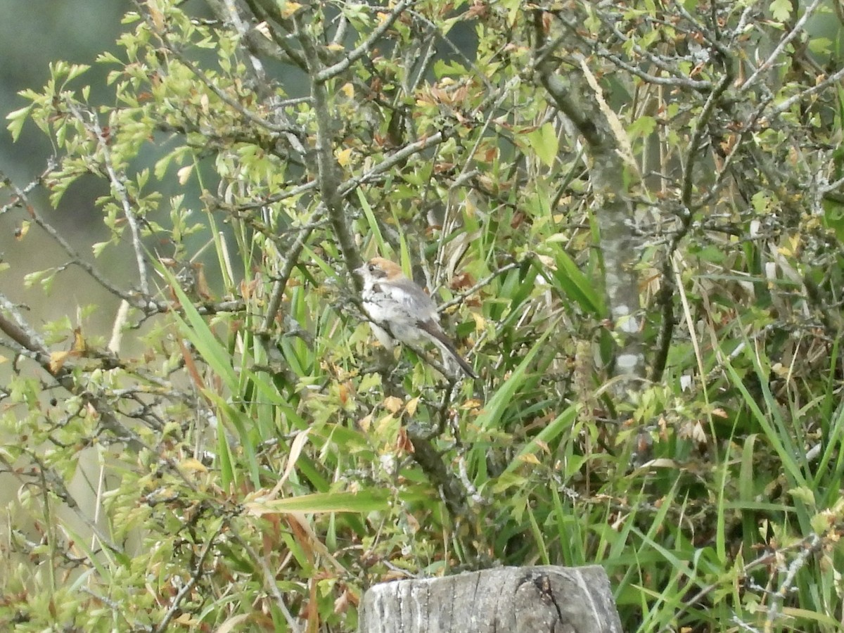 Woodchat Shrike - ML640711487