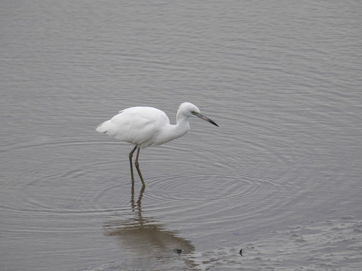 Little Blue Heron - ML640711517