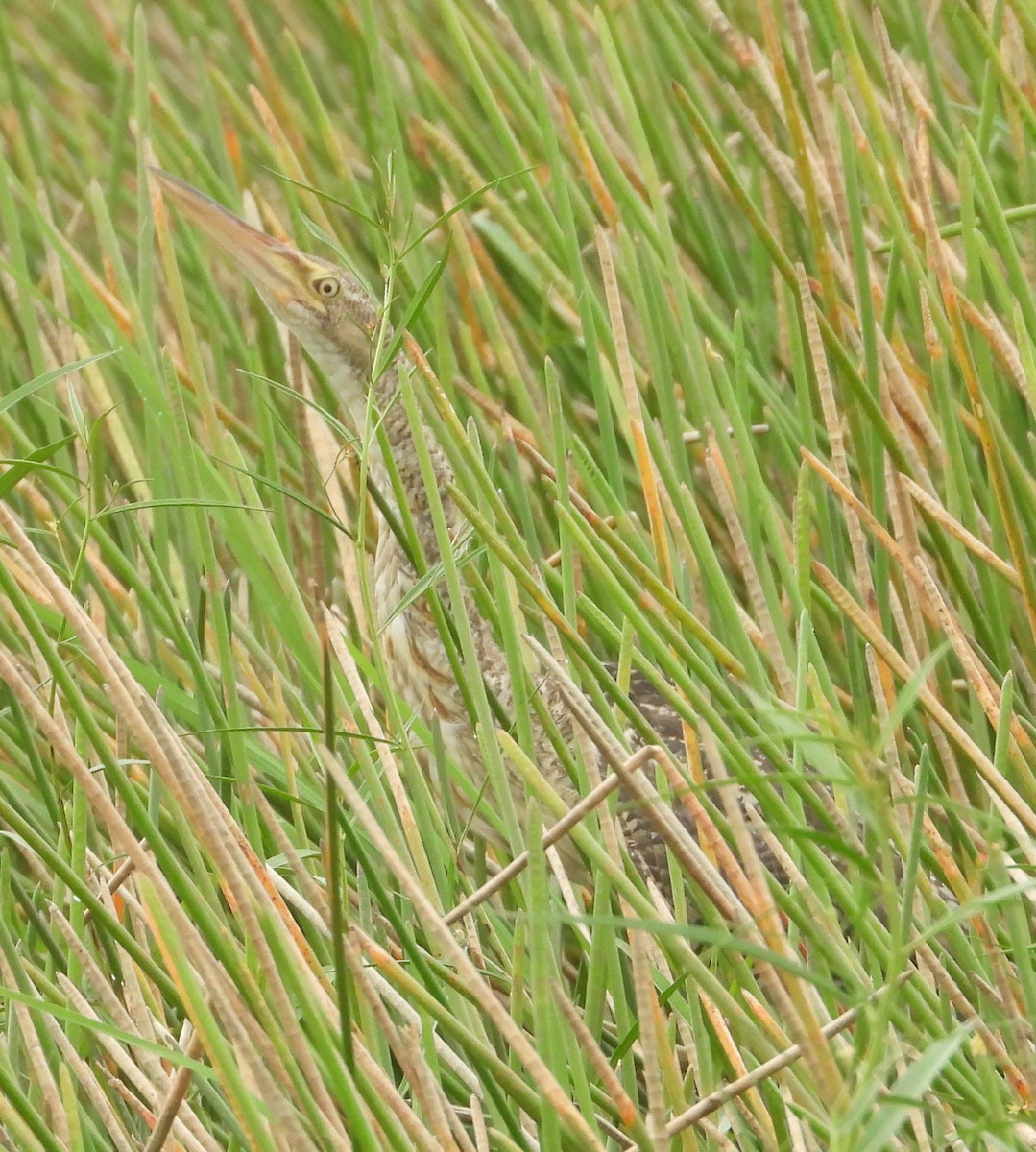 Pinnated Bittern - ML640711538