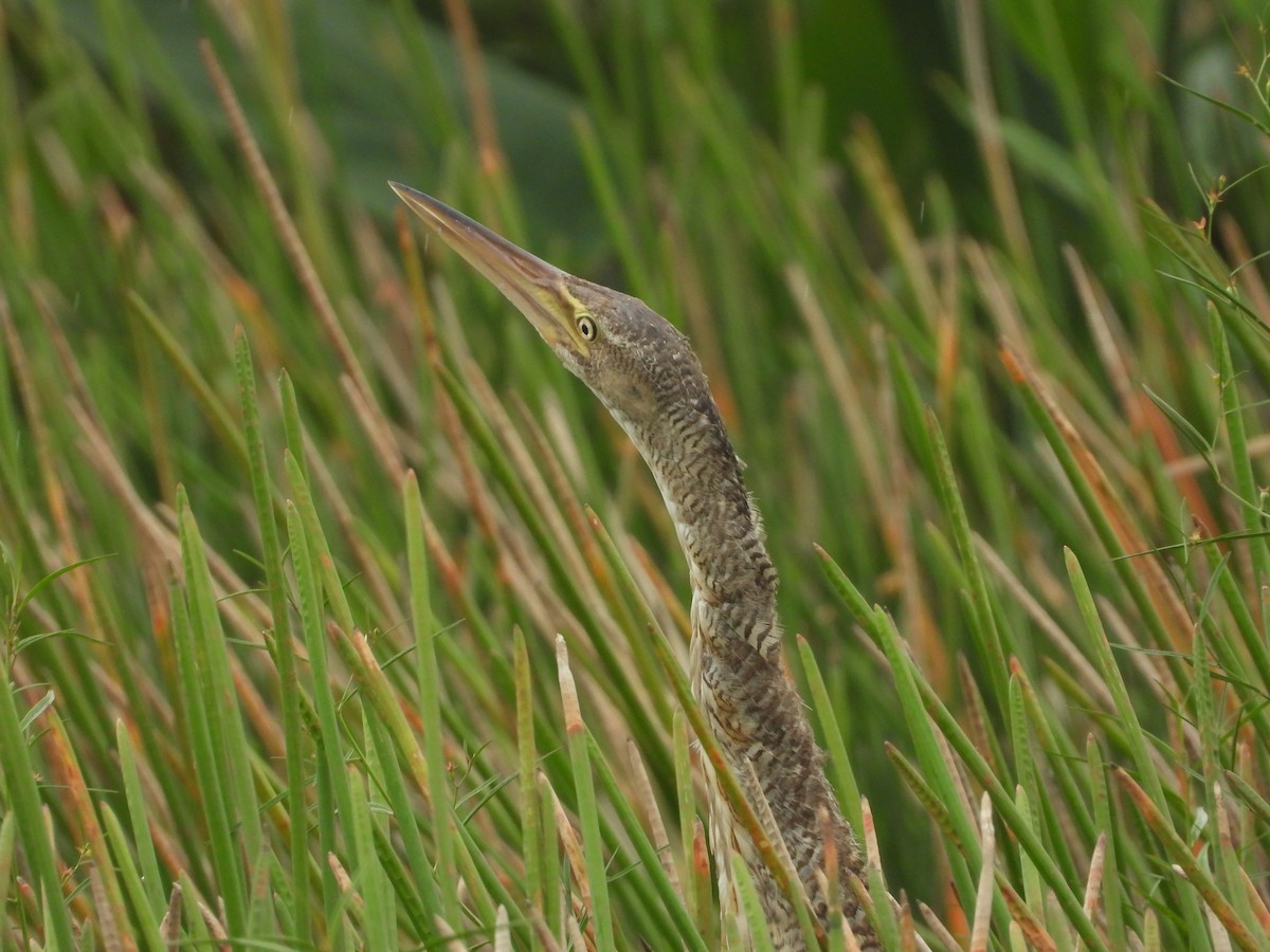 Pinnated Bittern - ML640711539