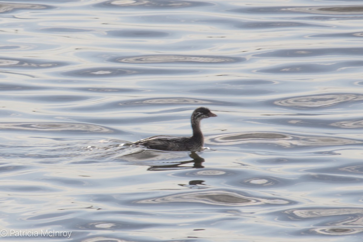 Pied-billed Grebe - ML640711546