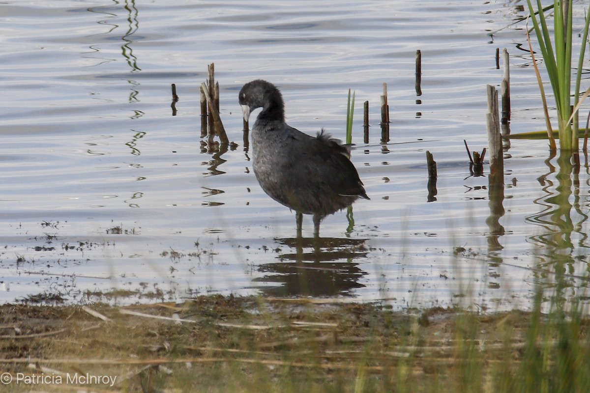 American Coot - ML640711549