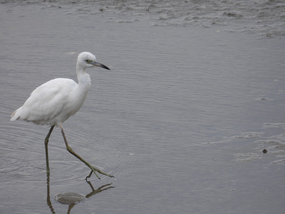 Little Blue Heron - ML640711554