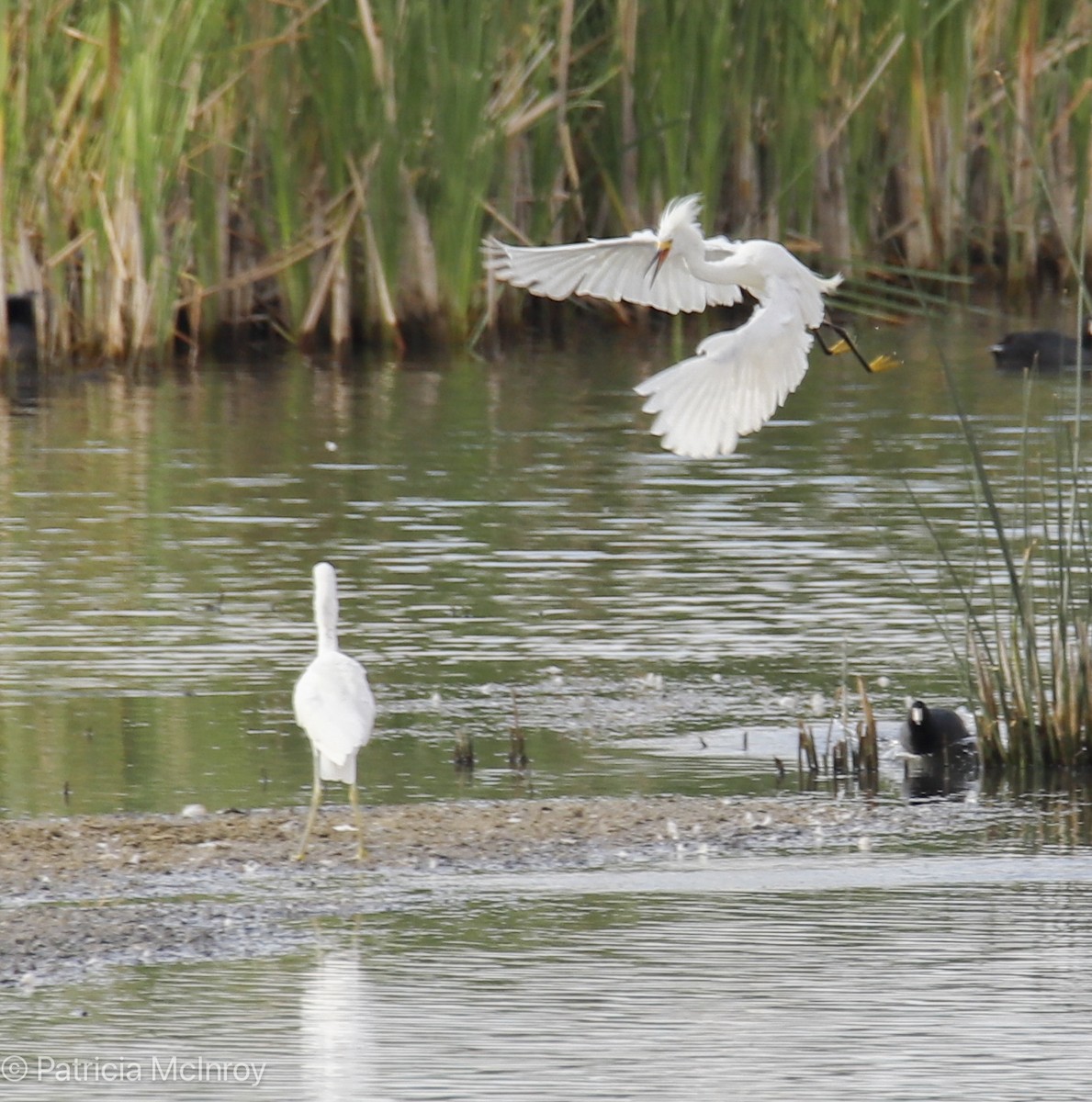 Snowy Egret - ML640711555