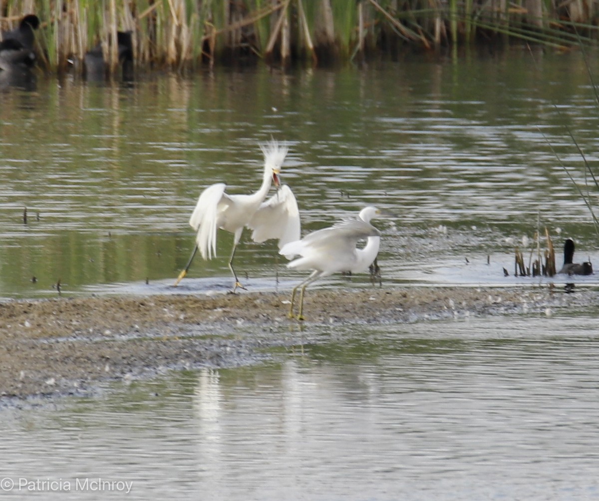 Snowy Egret - ML640711556