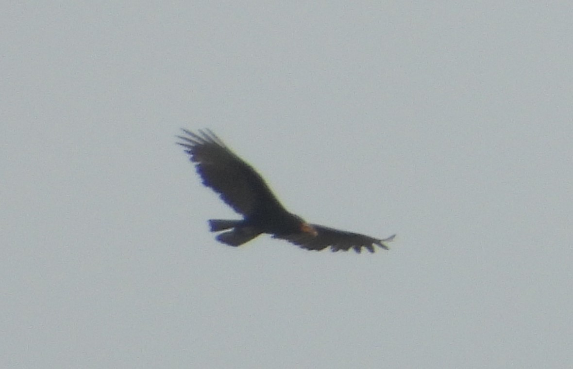 Lesser Yellow-headed Vulture - ML640711560