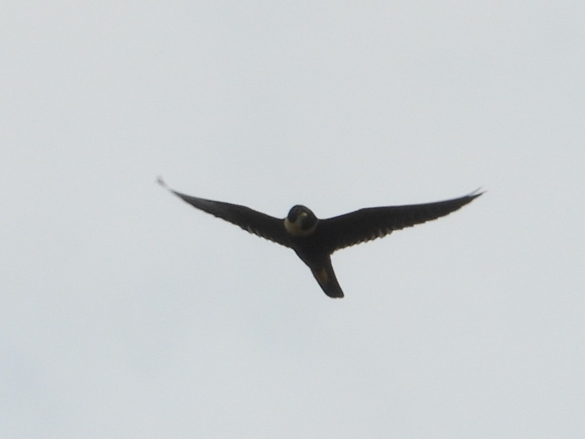 Bat Falcon - ML640711576