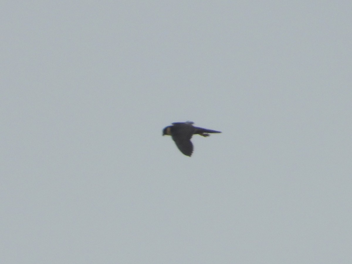 Bat Falcon - ML640711577