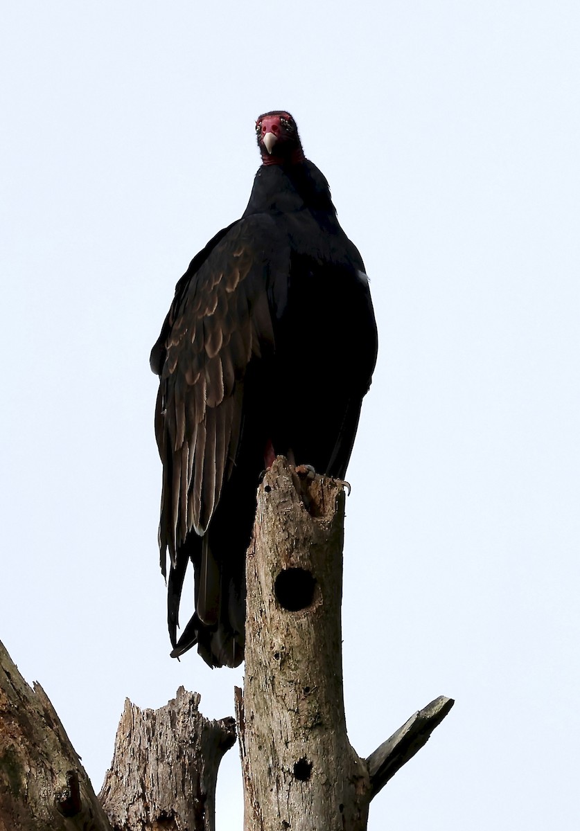 Urubu à tête rouge - ML640711578