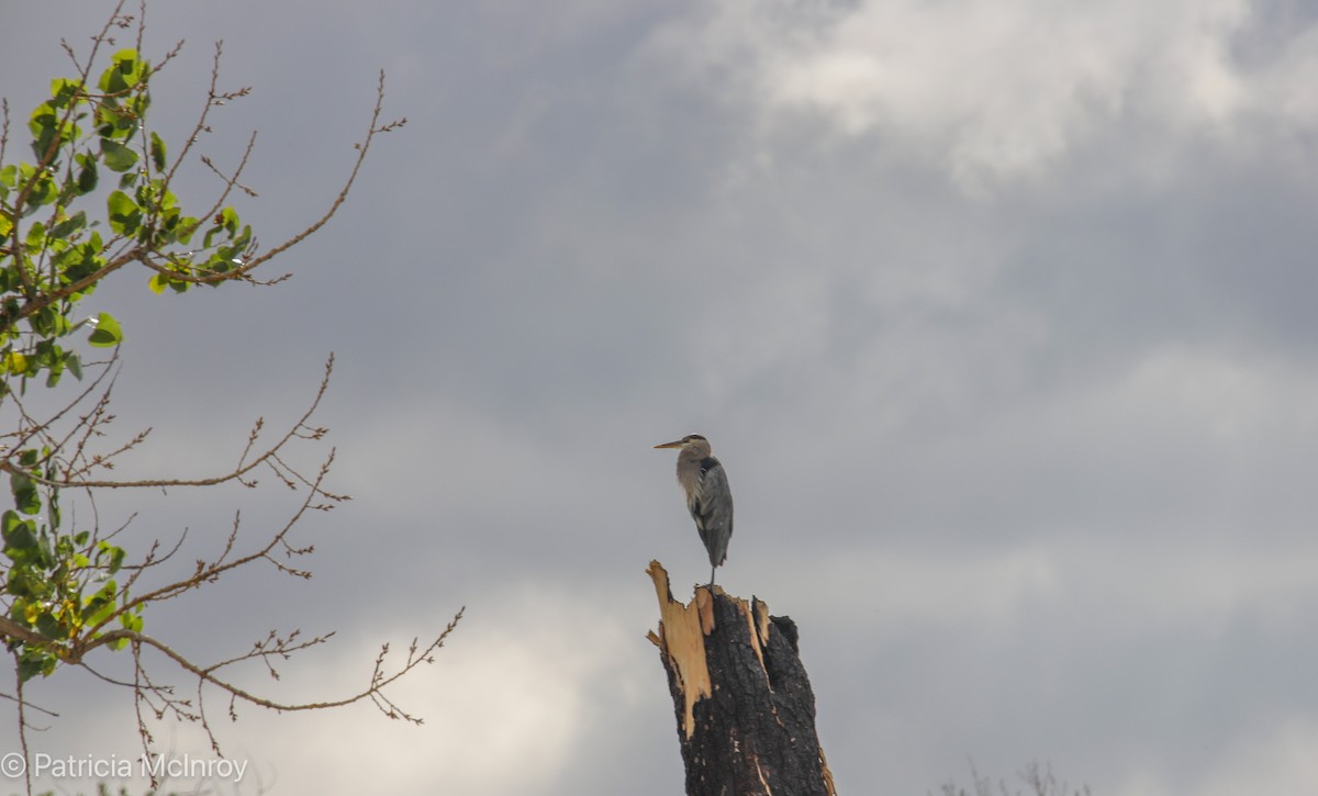 Great Blue Heron - ML640711579